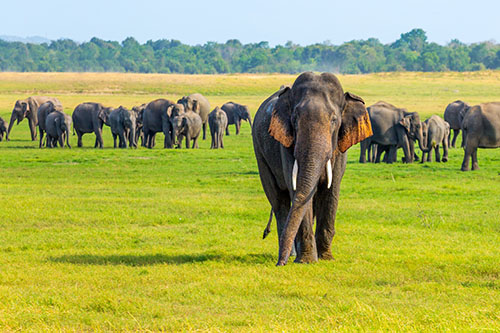 Minneriya National Park, Sri Lanka