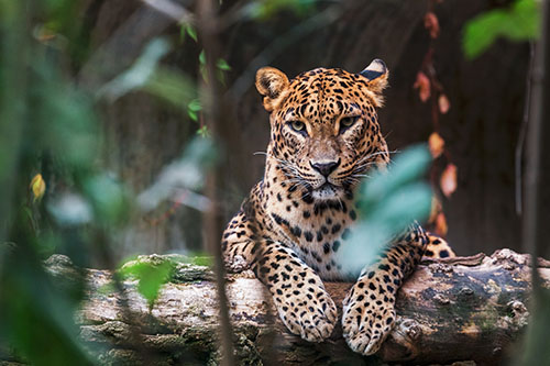 Yala, Sri Lanka