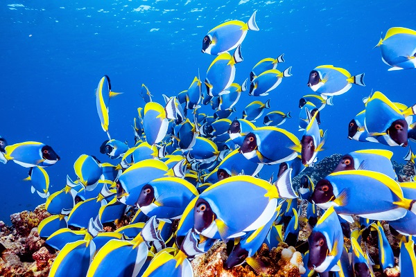 Espectacular vida submarina en Maldivas