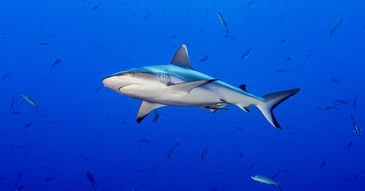 Tiburones - Maldivas