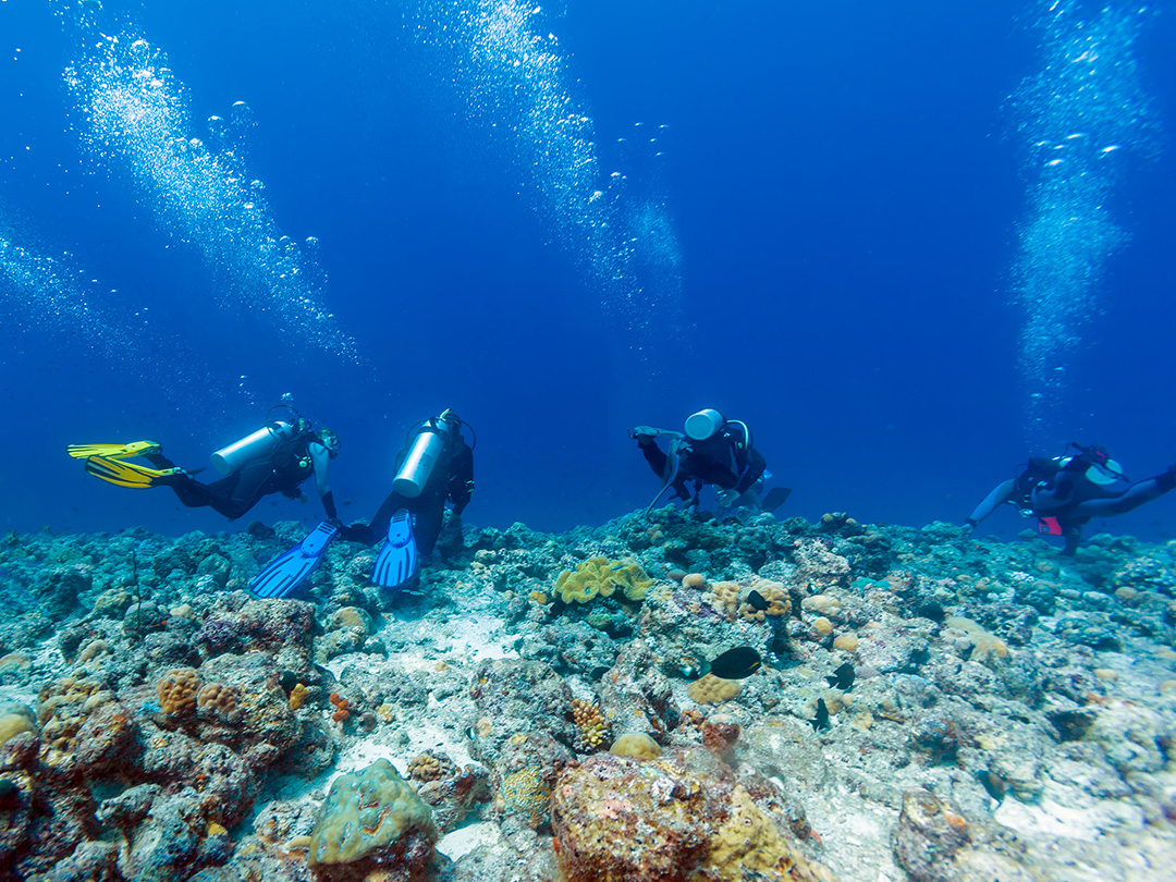 Buceo en Maldivas - Maldivas