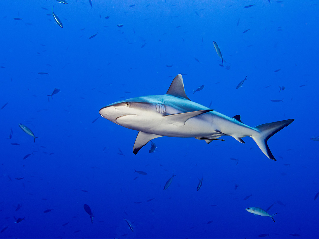 Tiburones - Maldivas