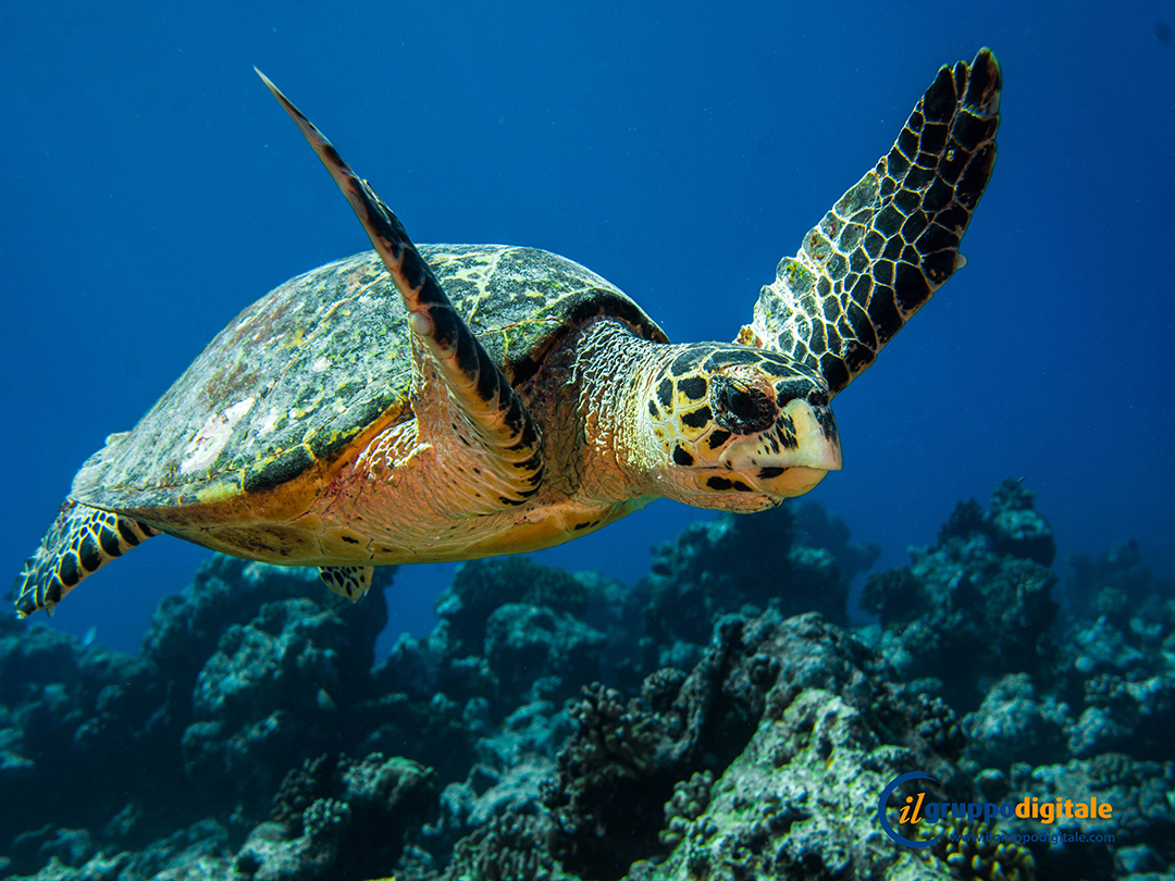 Dhigali Maldives - vida marina