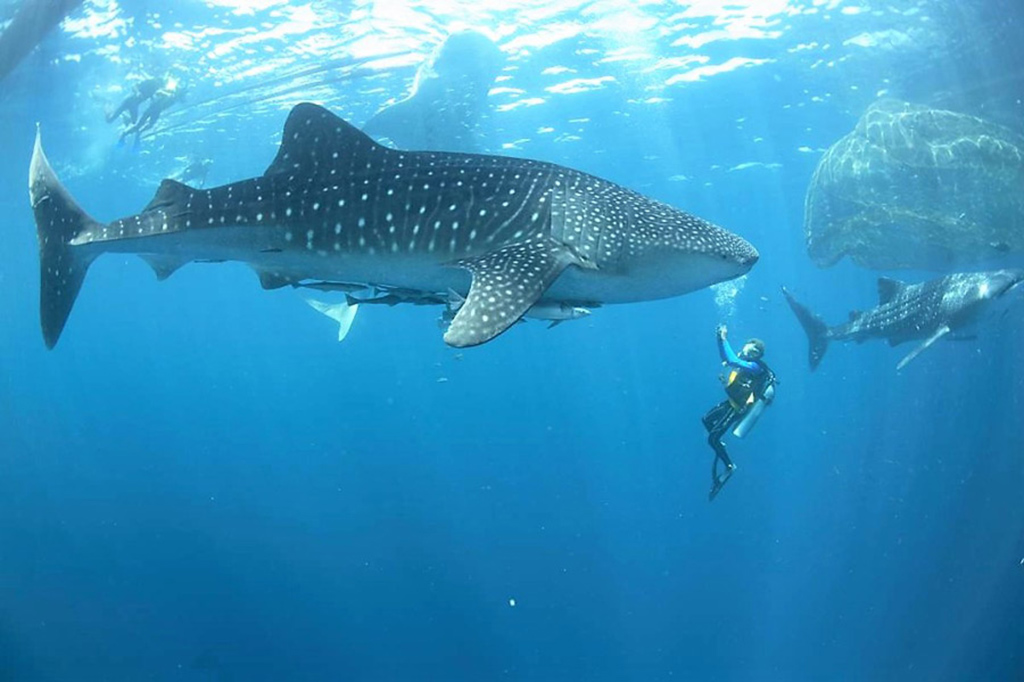 Villa Park - Excursión del tiburón ballena en Ari Atoll