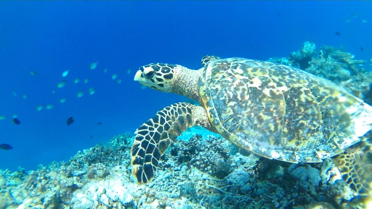 Excursiones de snorkel en Thoddoo