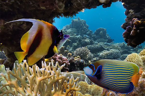 Snorkel en Dhiffushi