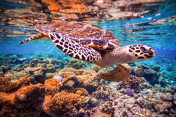 Snorkel en Fulidhoo