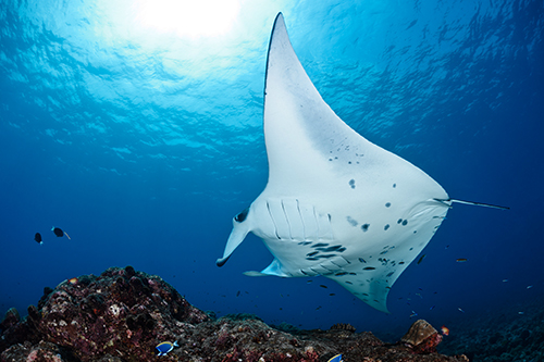 Buceo en Guraidhoo