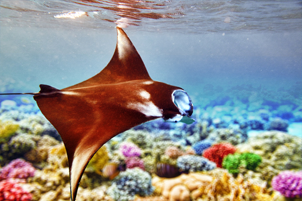 Snorkel con mantas en Thulusdhoo