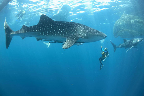 Whale Shark Excursion de Sun Island Resort and Spa