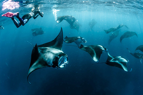 Excursion para hacer snorkel con mantas desde Vakkaru