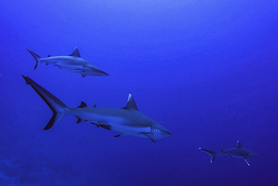 Buceo con tiburones en Rasdhoo