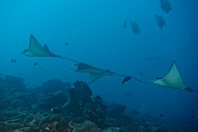 Eagle Rays