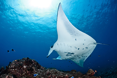 Islas Locales - Buceo 2 atolones