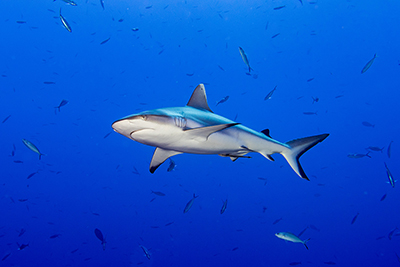 Grey shark, tiburones de arrecife
