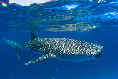 Tiburón ballena en Ari Atoll