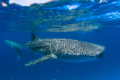 Tiburón Ballena