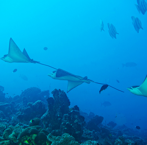 Buceo con Eagle Ray en Maldivas