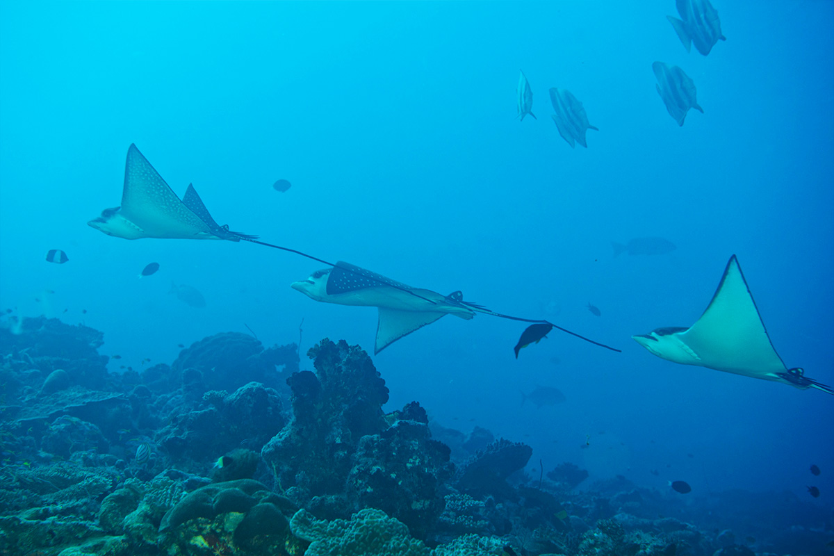 Buceo con Eagle Ray en Maldivas