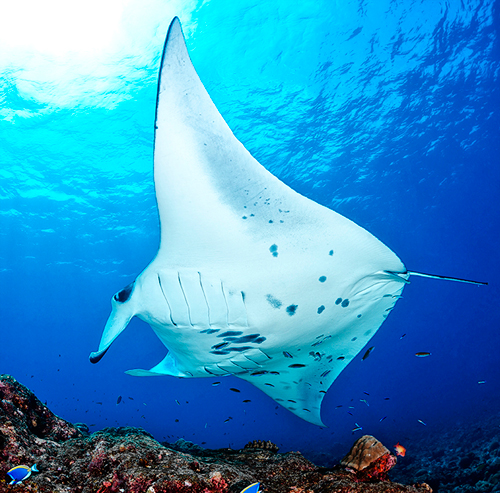 Buceo en Maldivas